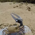 Robotlar ve canlılar arasında savaş başladı: Robot yengeç parçalara ayrıldı – Son Dakika Teknoloji Haberleri