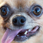 Köpeğinizde kurt paraziti riski!