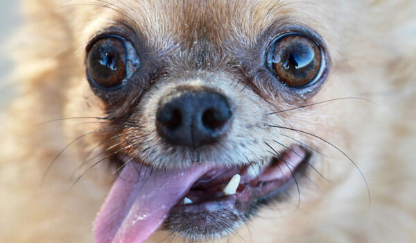 Köpeğinizde kurt paraziti riski!