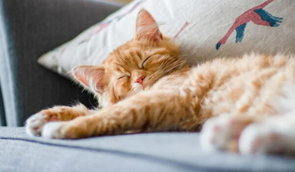 Evcil kedilerin gizemi aydınlanıyor mu?