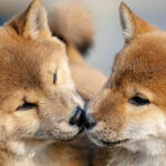 Evcil Hayvan Klonlaması: Büyük Tehlikeler Barındırıyor